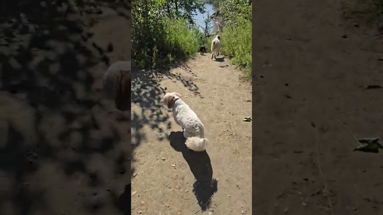 4. Morning Terwillegar Park Excursion with Chewy, Revy & Noah 