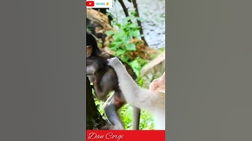 ⭕ Baby Monkey Quick Climbing In The Tree!! l #shorts