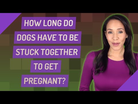 ვიდეო: აუცილებელია თუ არა ძაღლებს მიბმა რომ დაორსულდნენ?