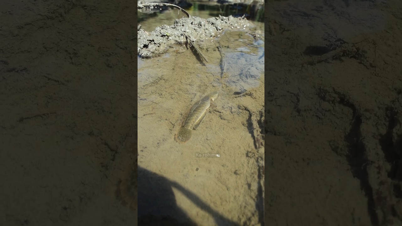 Berburu Ikan Channa Mahal Di Lumpur Sawah 