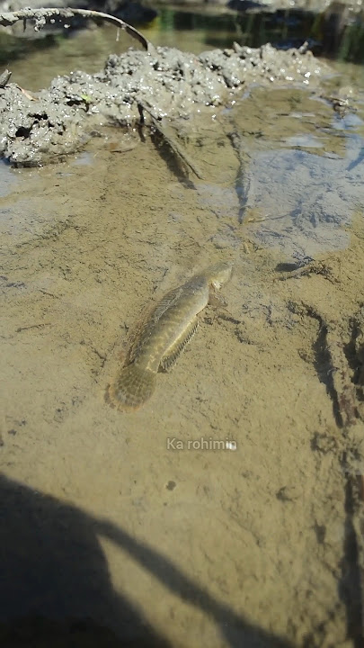 Hunting for Expensive Channa Fish in the Paddy Field Mud #adventure #minivlog #vlog
