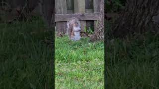 The Real Scaredy Squirrel?