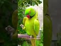 #entertainment #nature #animals #नेचर #बर्ड्स #shortsviral #peaceful