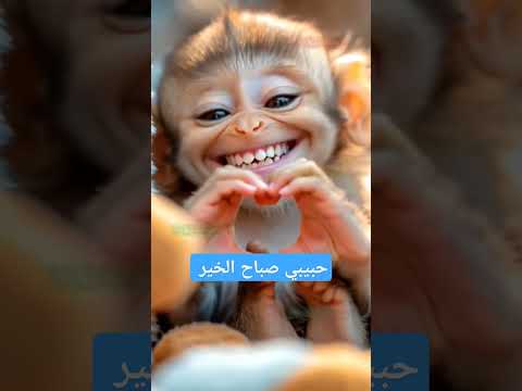 حبيبي صباح الخير ماجد المهندس