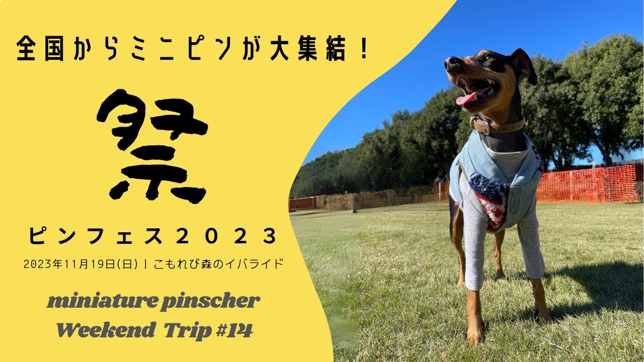 ピンフェス２０２３に行って来た！｜年に一度の国内最大のミニチュアピンシャーの祭典｜こもれび森のイバライド