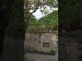 Shortvideo Viralvideo Dahon Puno Ng Tuba Tuba Shortvideo Viralvideo Dahon Puno Ng Tuba Tuba