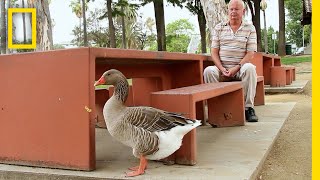 散歩のお供をするハイイロガン | ナショジオ