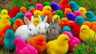 Tangkap Ayam Lucu, ayam warna warni, ayam rainbow, kelinci lucu, bebek lucu, ikan koi, Hewan Lucu