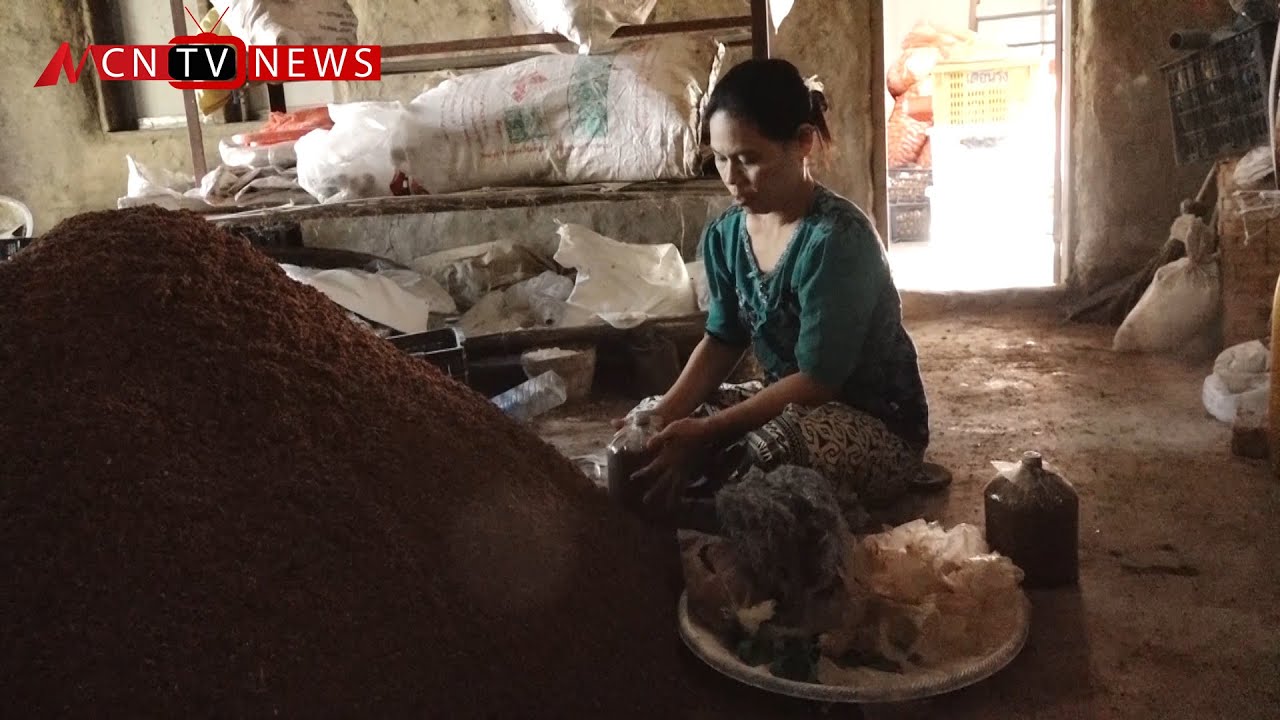 သဘာဝမှိုလုပ်ငန်းကနေ မှိုခေါက်ဆွဲ ပြုလုပ်ဖို့ ကြိုးစား