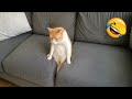 ヤバすぎる犬と猫に笑いが止まらない!😂
