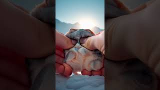 When You Try To Squeeze A Wolf  funnyshorts comedy humor animals mountains snow animation