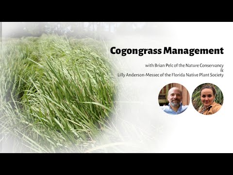 Video: Vem introducerade cogon grass?