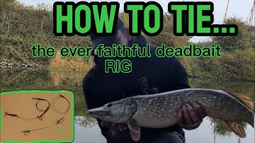 How to tie a deadbait rig #fishing #pike #riverfishing 