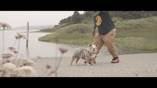 The Most Compact & Exotic Lilac Tri Merle English Bulldog!!