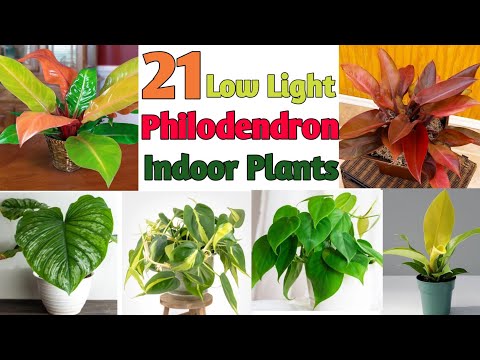 Видео: Филодендрон нарны гэрэл хэрэгтэй юу?