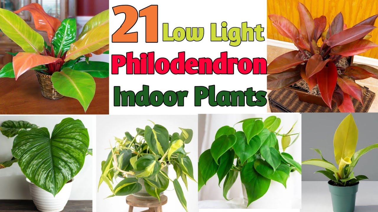 21 Low Sunlight Philodendron Plants | Best Indoor Philodendron Plants |  Plant and Planting