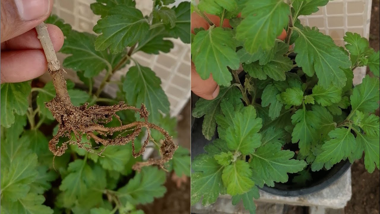 اكثار وتجذير ورد الداودي او الاراولا او الكريزانثيم الاقحوان التجذير بالاوليفيرا