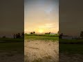 Chasing sunsets where the green meets the gold. ✨🍂 #nature #sunset #youtube #shorts #ytshorts