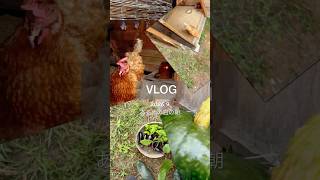 【雨の朝】ニワトリを放して畑へ。野菜を収穫する朝のルーティン｜畑Vlog