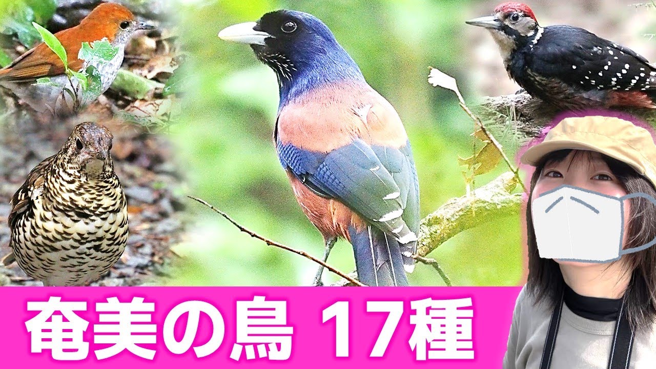 奄美は鳥がいっぱい！【野鳥撮影vlog】
