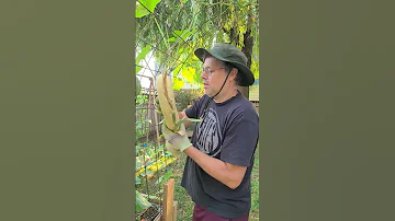 Today S Harvest Trombocino Squash 2025 