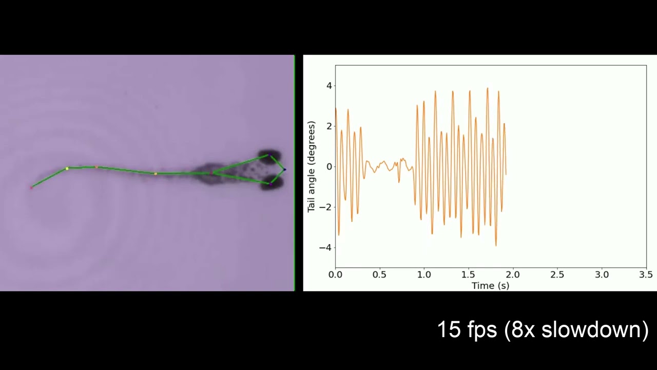 Feature: High Speed Video + Tracking + Tail-bend Analysis