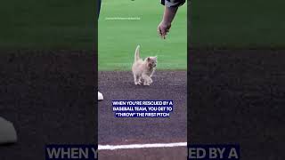 Tiny Kitten's 'First Pitch' Wins Approval From Baseball Legend
