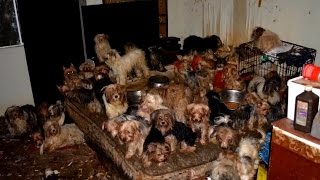 They were living in filth a california home, and now most of the
nearly 100 abused yorkshire terriers have found furrever loving homes.
new owners are...