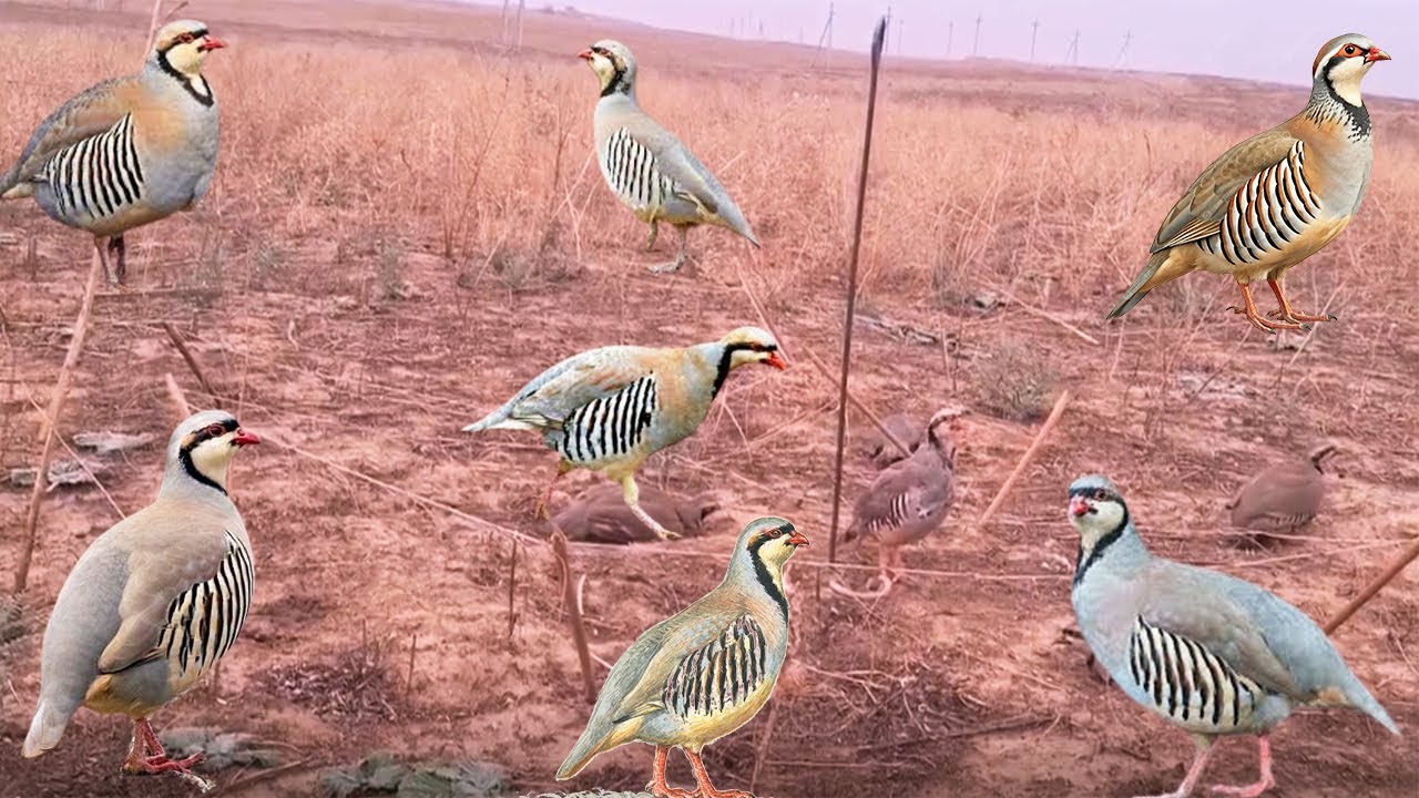 Incredible Bird Trap Setup –For Survival | Способ ловли кеклика #birdtrap