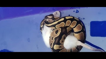 python/rat fiding time # Mysore pet world # Mysore