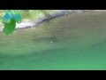 釣りに行きたくなる動画　「渓流で見つけた尺ヤマメを狙う」