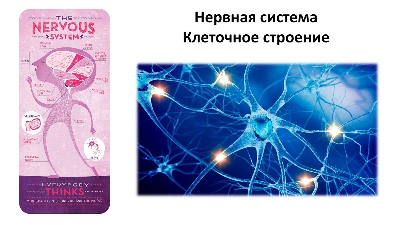 4.1 Нервная система (клетки) (8 класс) - биология, подготовка к ЕГЭ и ОГЭ 2019
