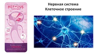 4.1 Нервная система (клетки) (8 класс) - биология, подготовка к ЕГЭ и ОГЭ 2019 4.1 Нервная система (клетки) (8 класс) - биология, подготовка к ЕГЭ и ОГЭ 2019