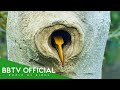 20+ Hornbill Birds You Won’t Believe Nest Like This | Wildlife Documentary | BBTV Official Mp3 Song