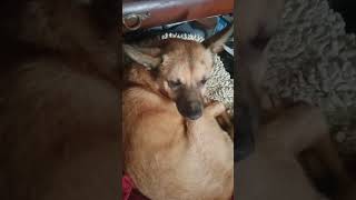 rozmowa dupy z kupą