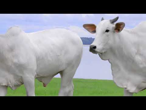 LOTE 03   EGIPCIA 2 FIV HRO   HRO 6914 zap