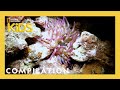 Marine Life Adaptations and Characteristics