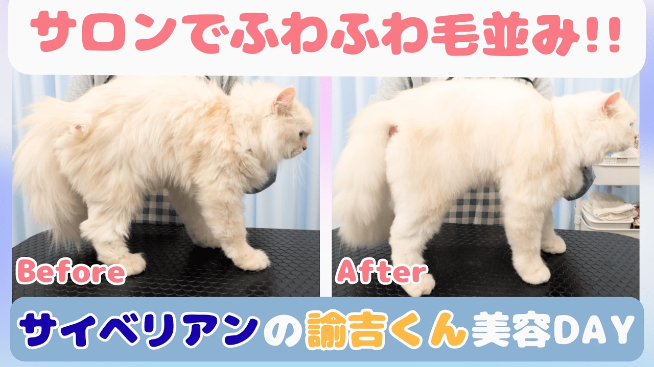 【ふわふわの毛並み】サイベリアンの美容Day/ 猫専門サロン