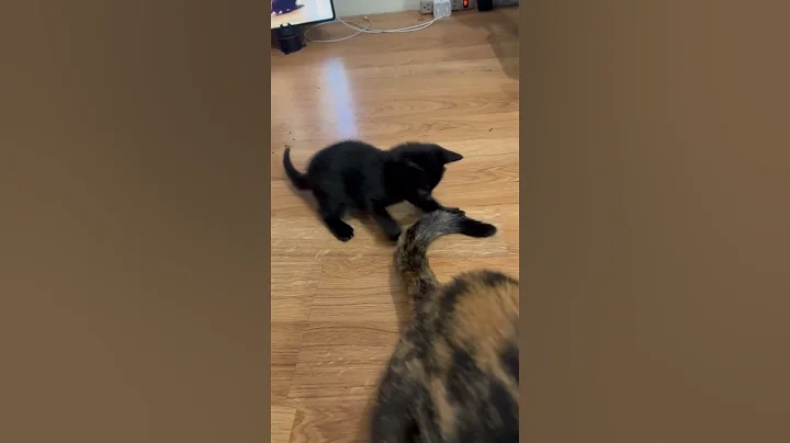 Watch the video about Kitten playing with Lucy #shorts #shortsindia #cat #catofyoutube #kitten #catcute #kitty #cutecats