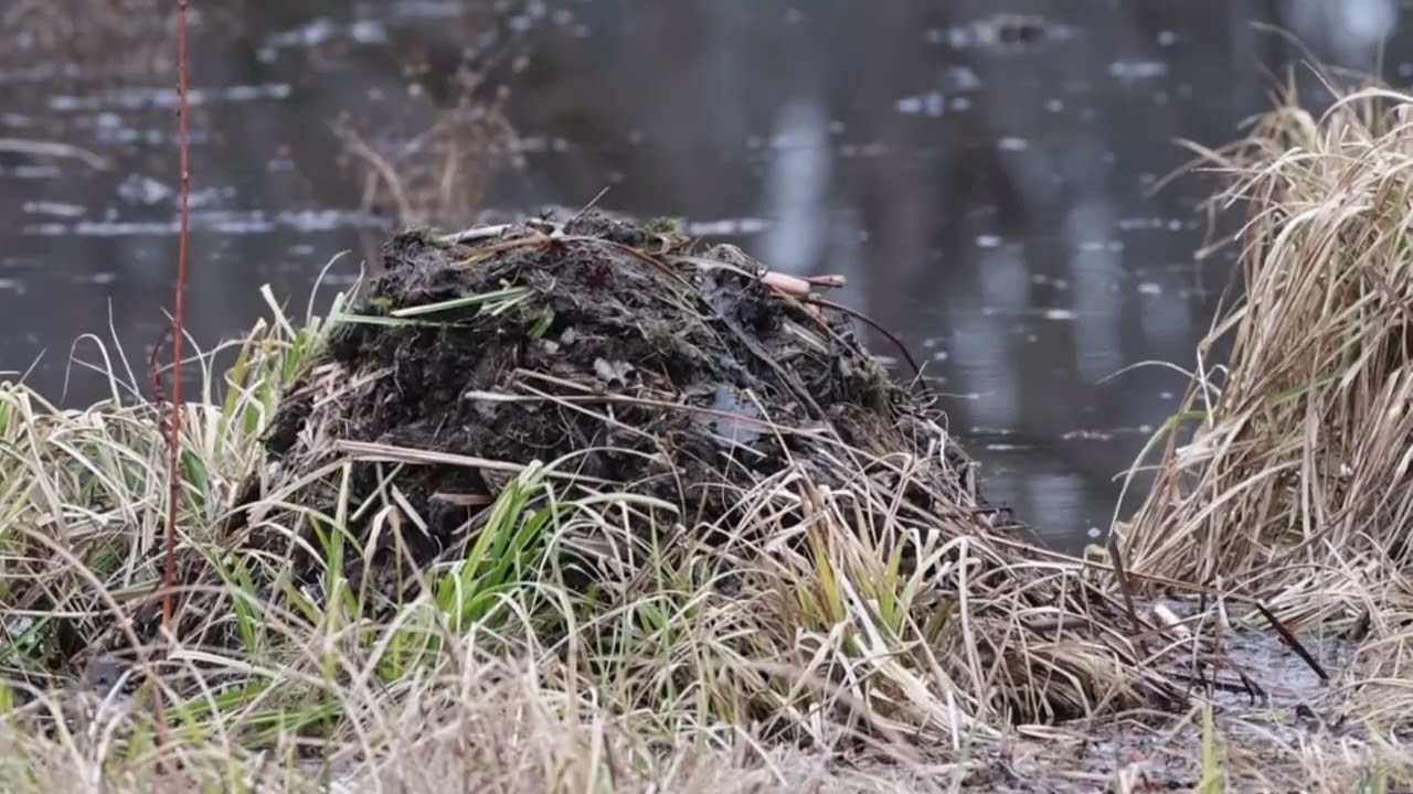 An hour of muskrat hut repairing condensed to 30 seconds 