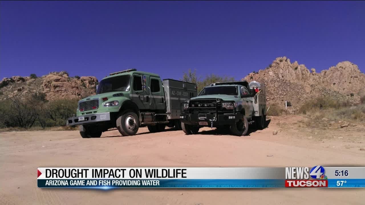 Drought Impact on Wildlife