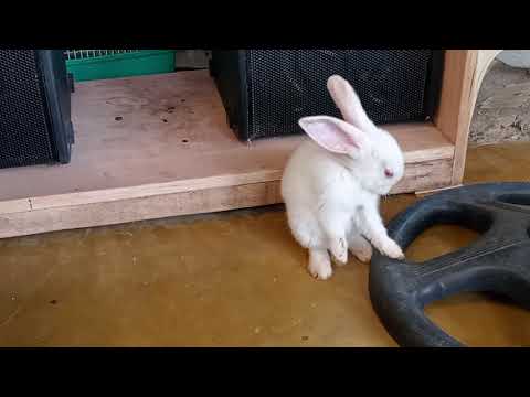 Cute Rabbit Farts so loud, see how He reacts │Hilarious!