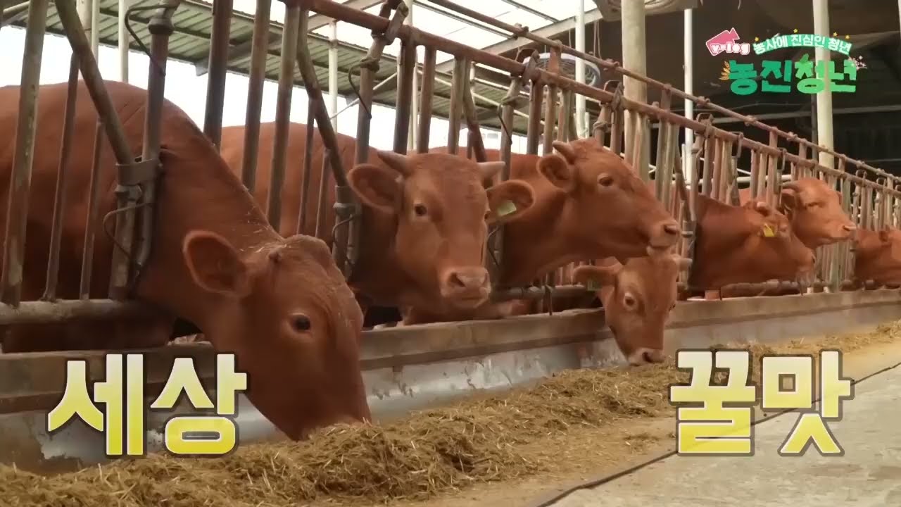 축산농가 자가 TMR로 스마트한 한우 농가의 하루 일과✨