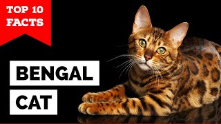 Bengal Cat - TOP 10 FACTS