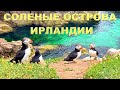 СОЛЕНЫЕ ОСТРОВА-SALTEE ISLAND/РЕДКИЕ ПТИЦЫ ИРЛАНДИИ/ОСТРОВ НА ОСТРОВЕ