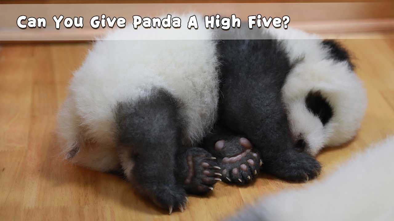 Can You Give Panda A High Five? | iPanda - YouTube