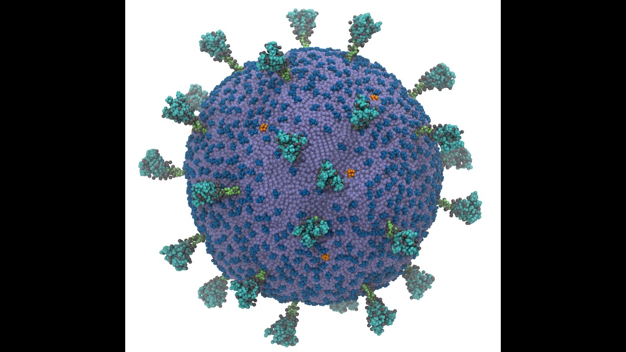 Complete SARS-CoV-2 Virion CG Model