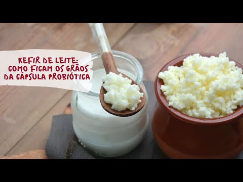 Kefir: grãos que se formam a partir da fermentação com cápsula probiótica