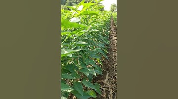 Cột dây cho cây ớt, hạn chế đổ ngã, gãy vào mùa mưa