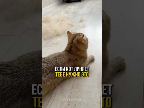 Больше никакой шерсти в доме - показываю, как это просто😍😽